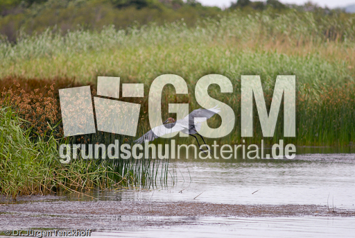 Purpurreiher (11 von 12).jpg